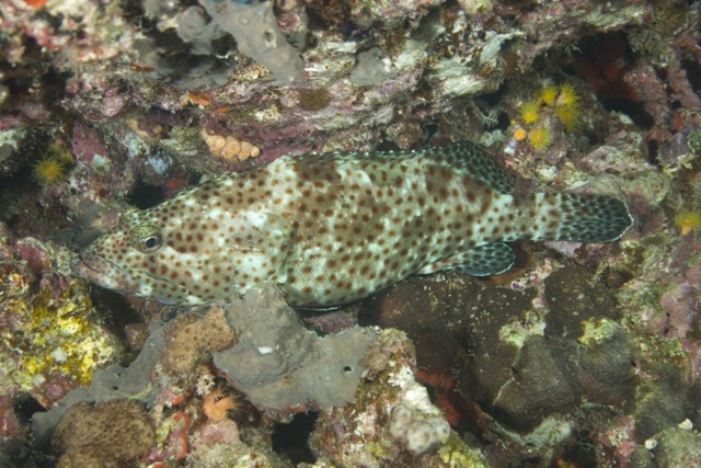 Epinephelus tauvina